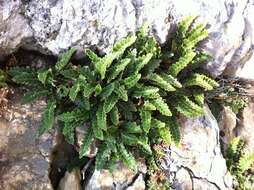 Plancia ëd Asplenium ceterach L.