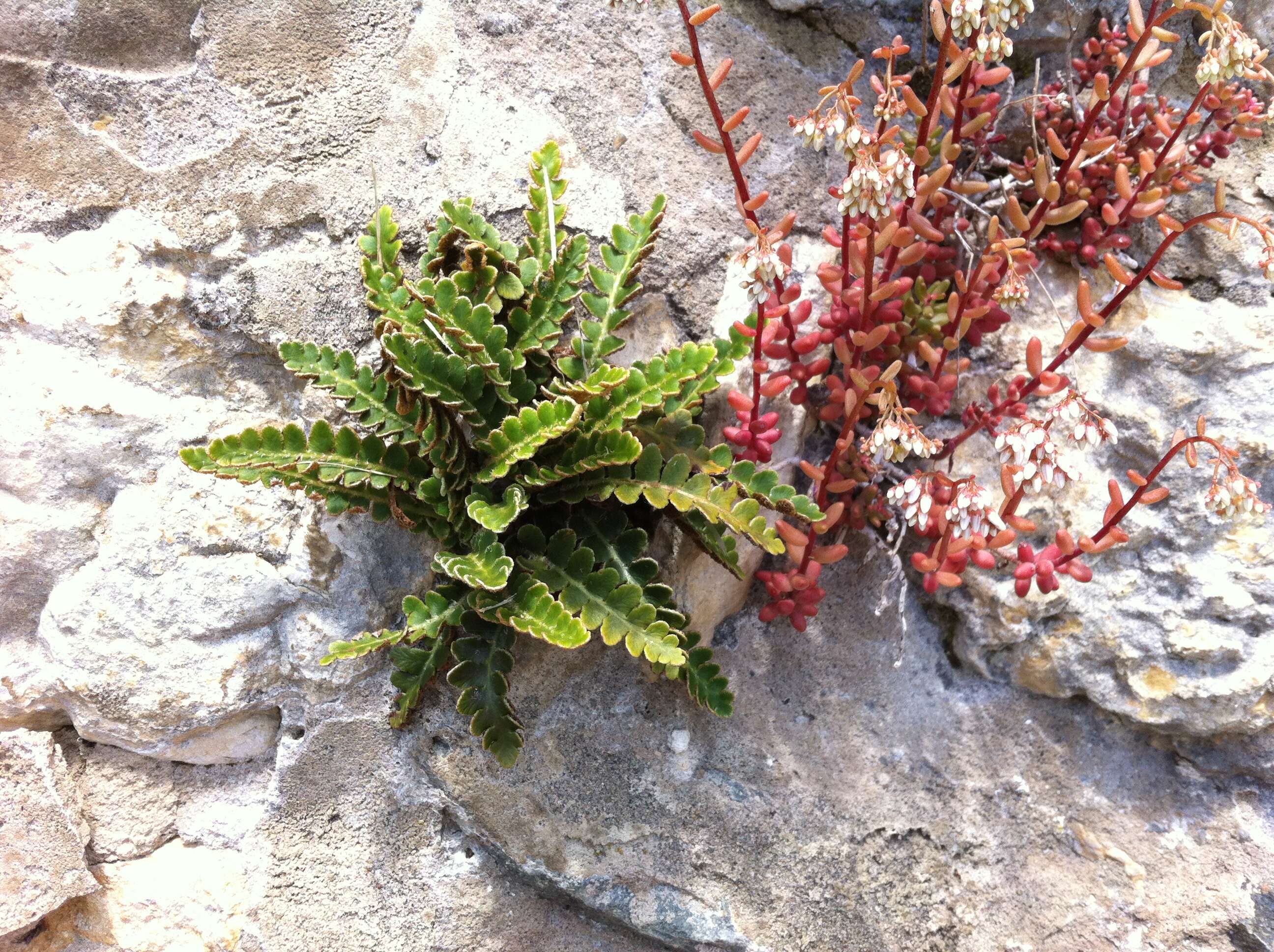 Plancia ëd Asplenium ceterach L.