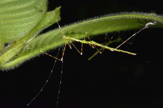 Image of Orthonecroscia keatsooni Seow-Choen 2016