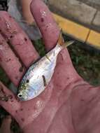 Image of Yellowfin menhaden