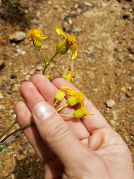 Image of widehead groundsel