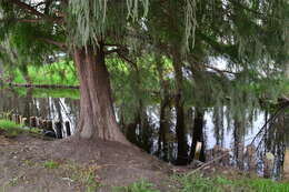 صورة Taxodium mucronatum Ten.