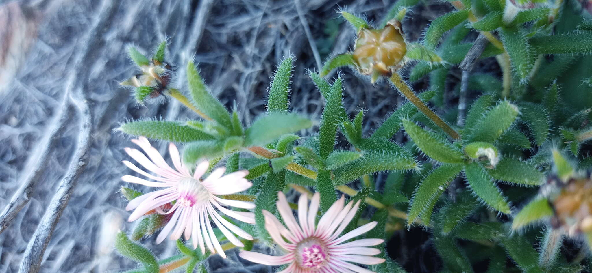 Imagem de Trichodiadema strumosum (Haw.) L. Bol.