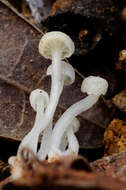 Sivun Hemimycena angustispora (P. D. Orton) Singer 1962 kuva