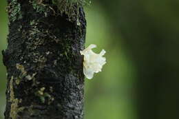 Image of snow fungus