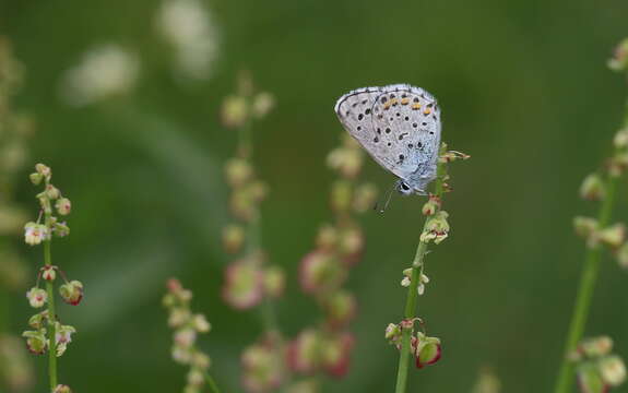 Image of Baton Blue