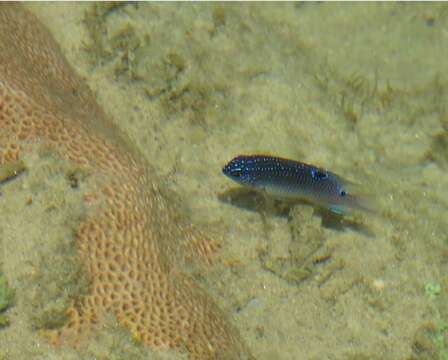 Image of Brazilian Damsel