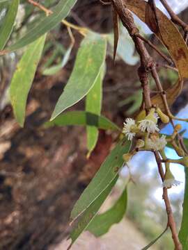 Слика од Eucalyptus amygdalina Labill.