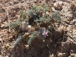 Image de Reaumuria alternifolia (Labill.) Britten