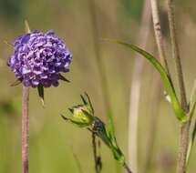 Image of Devil’s Bit Scabious