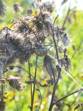 Image of Shamrock Orbweaver