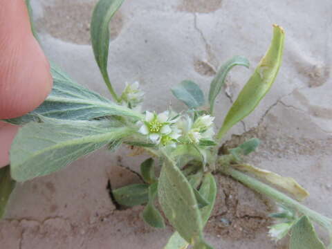 Image of California silverbush