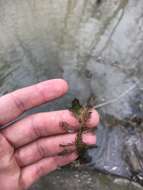 Image of Eurasian Water-Milfoil