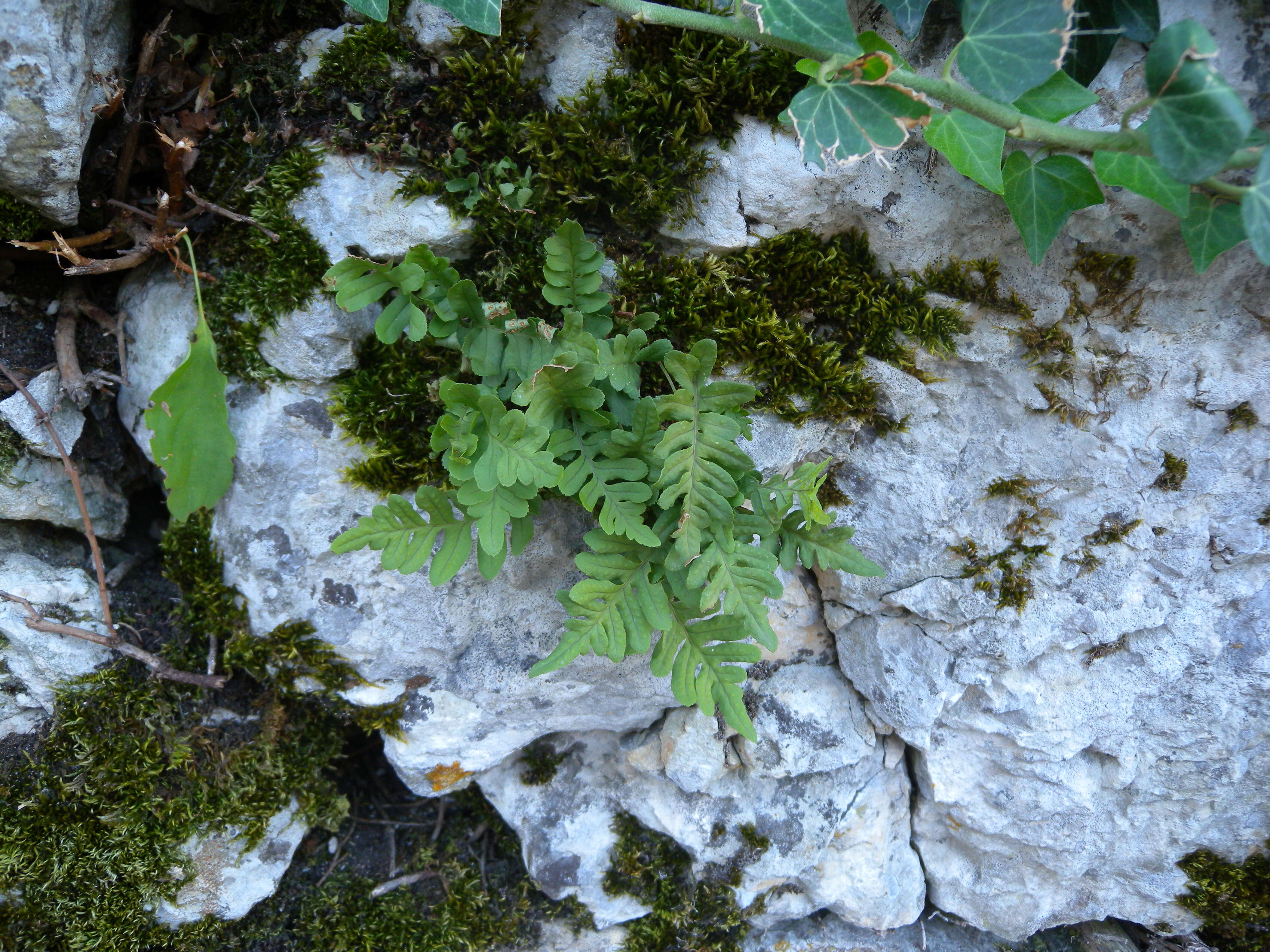 Image of common polypody