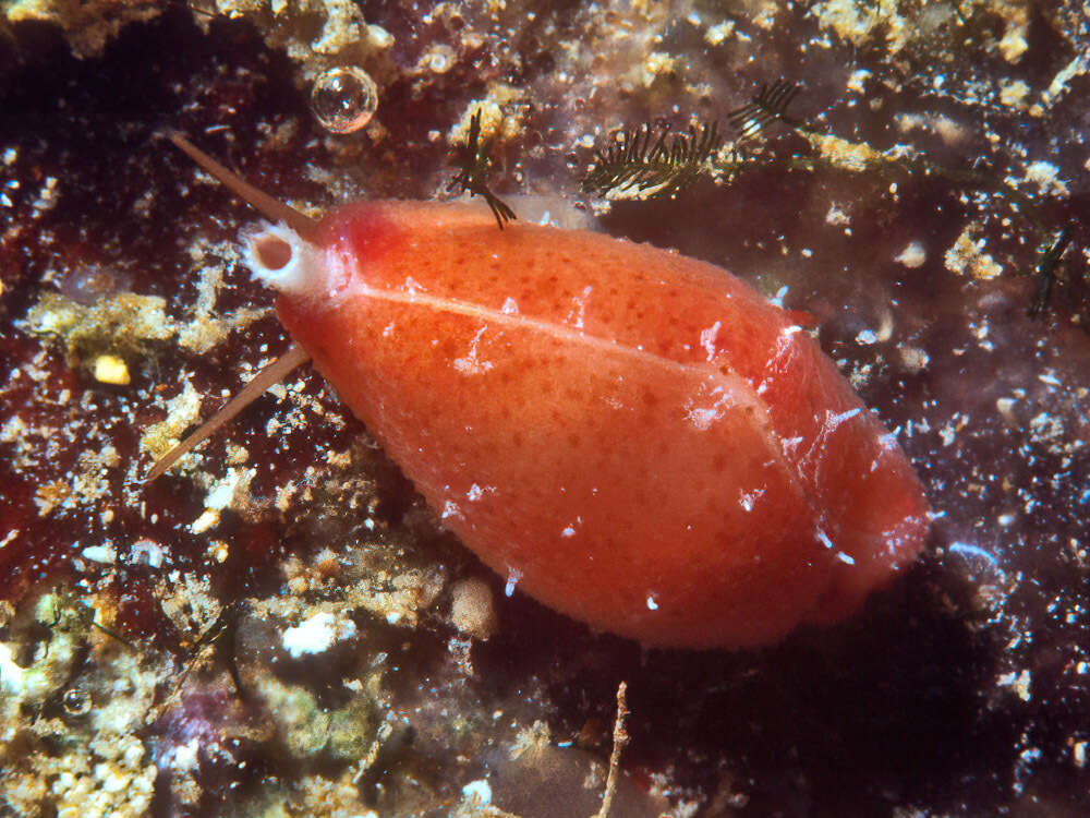 Image of Purpuradusta microdon (J. E. Gray 1828)