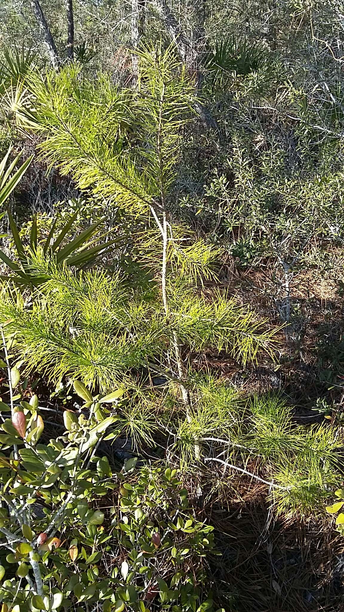 Image of sand pine