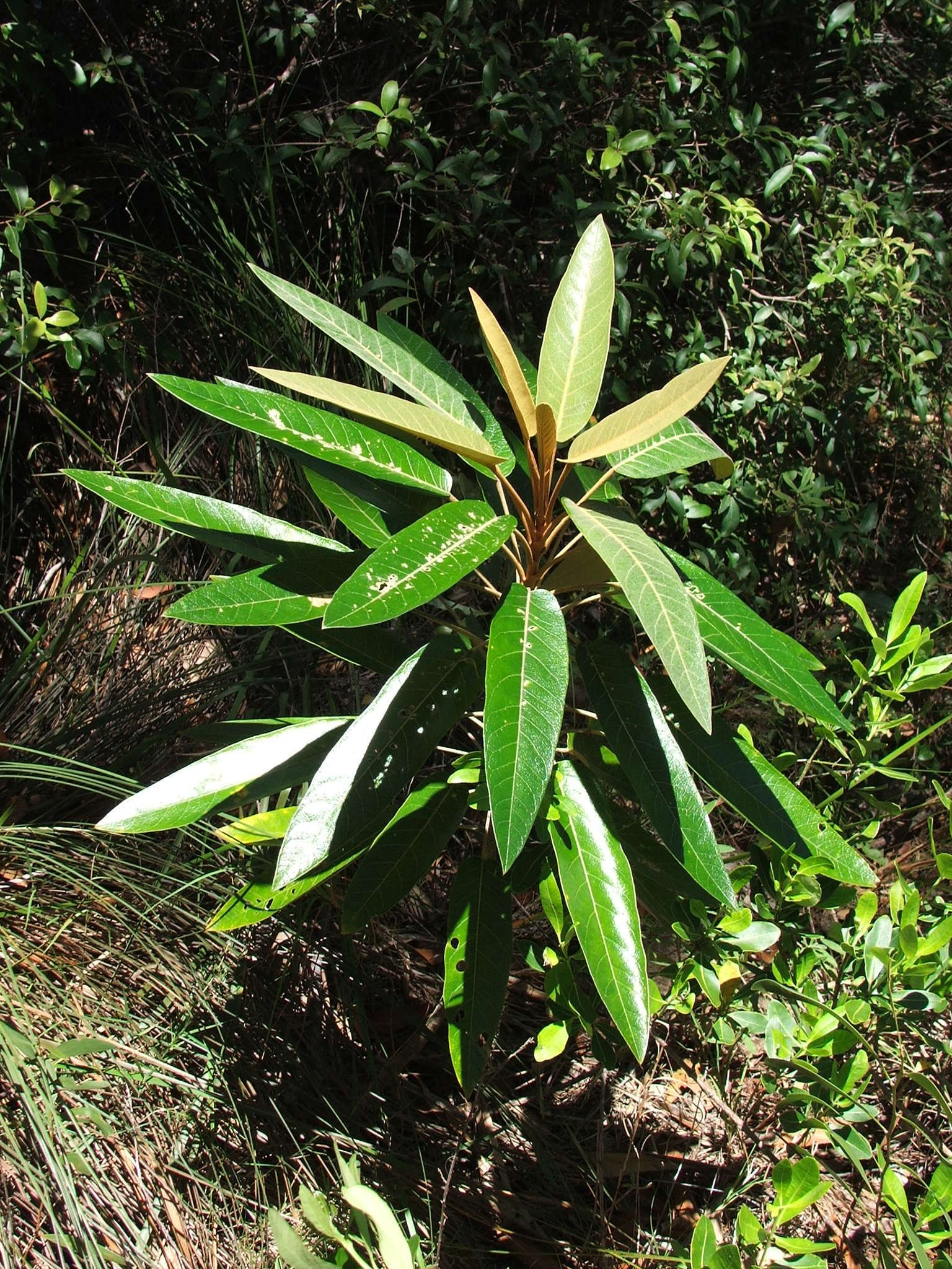 Image of Astrotricha pterocarpa Benth.