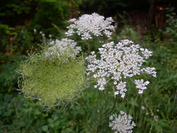 Image of Queen Anne's lace