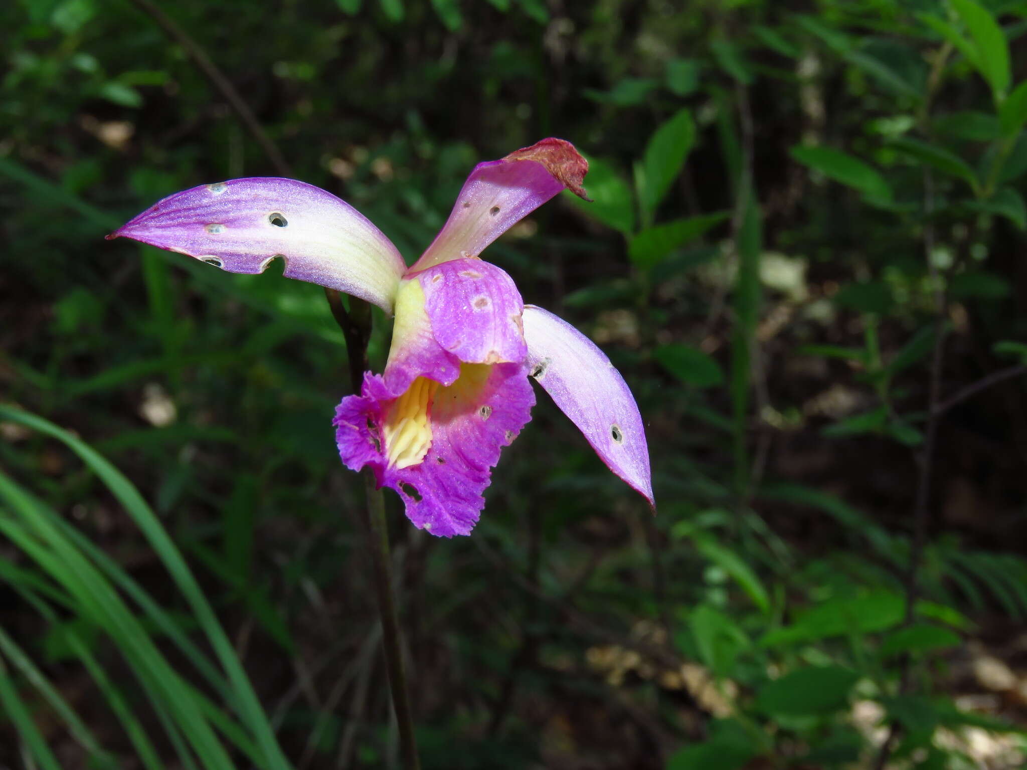 Слика од Bletia purpurea (Lam.) A. DC.