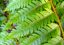 Image of hard shield-fern