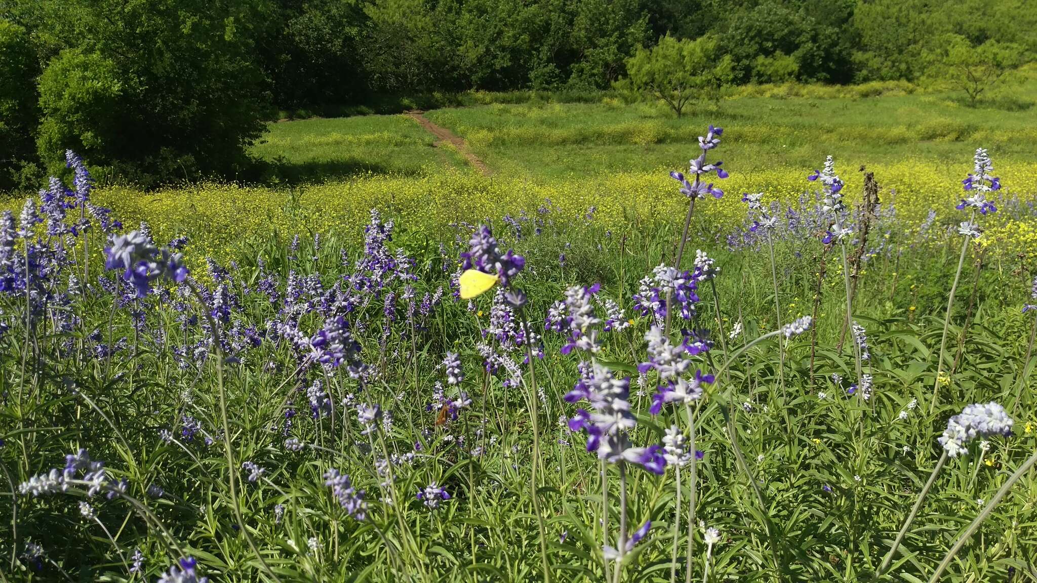 Image of mealycup sage