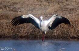 Image of Japanese White Stork