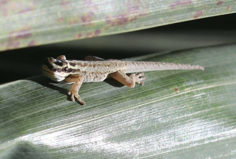 صورة Lygodactylus mombasicus Loveridge 1935