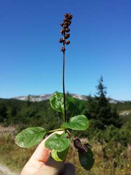 Image of common wintergreen