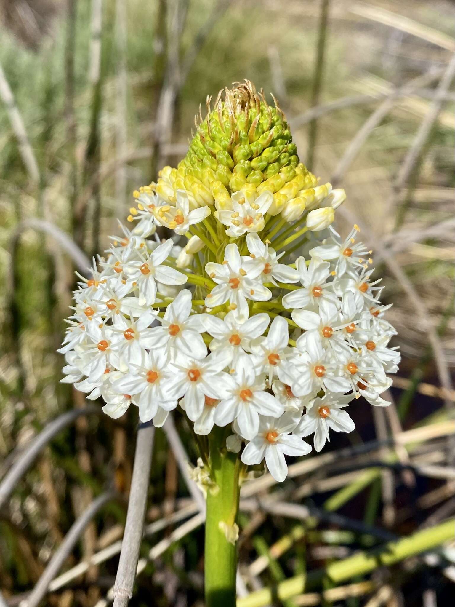 Image of Bulbinella nutans subsp. turfosicola (P. L. Perry) P. L. Perry