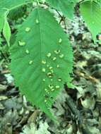 Image of Taphrina virginica Seym. & Sadeb. 1895