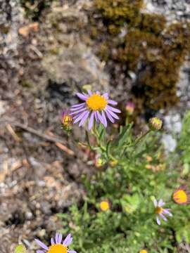 Image of leafy fleabane