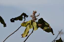 Image of Heliocarpus terebinthinaceus (DC.) Hochr.