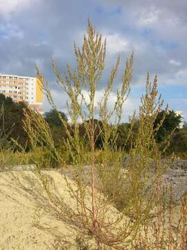 Imagem de Chenopodium album L.