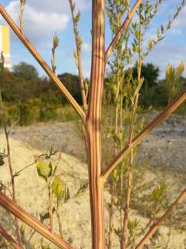 Imagem de Chenopodium album L.