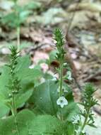 Imagem de Veronica officinalis var. officinalis