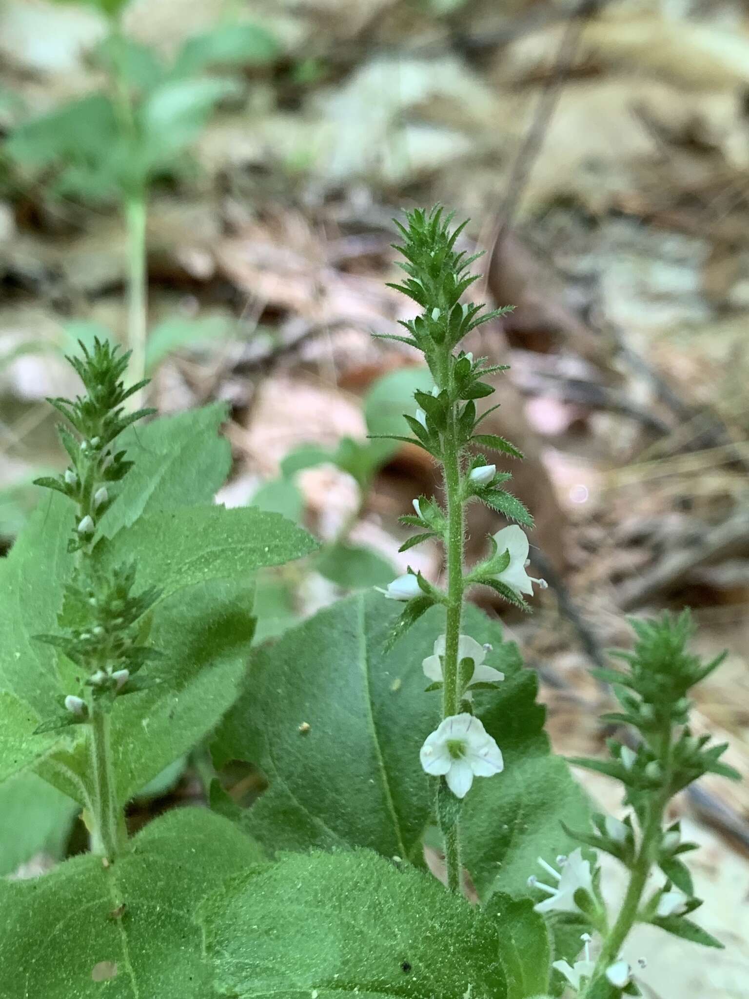 Image of Veronica officinalis var. officinalis