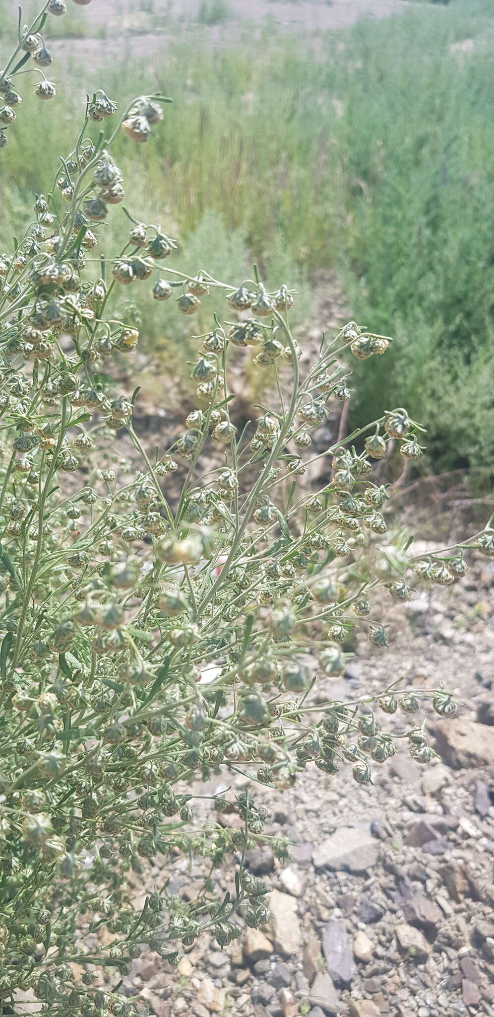 Image of Artemisia macrocephala Jacquem. ex Bess.