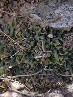 Image of Haworthia maraisii Poelln.