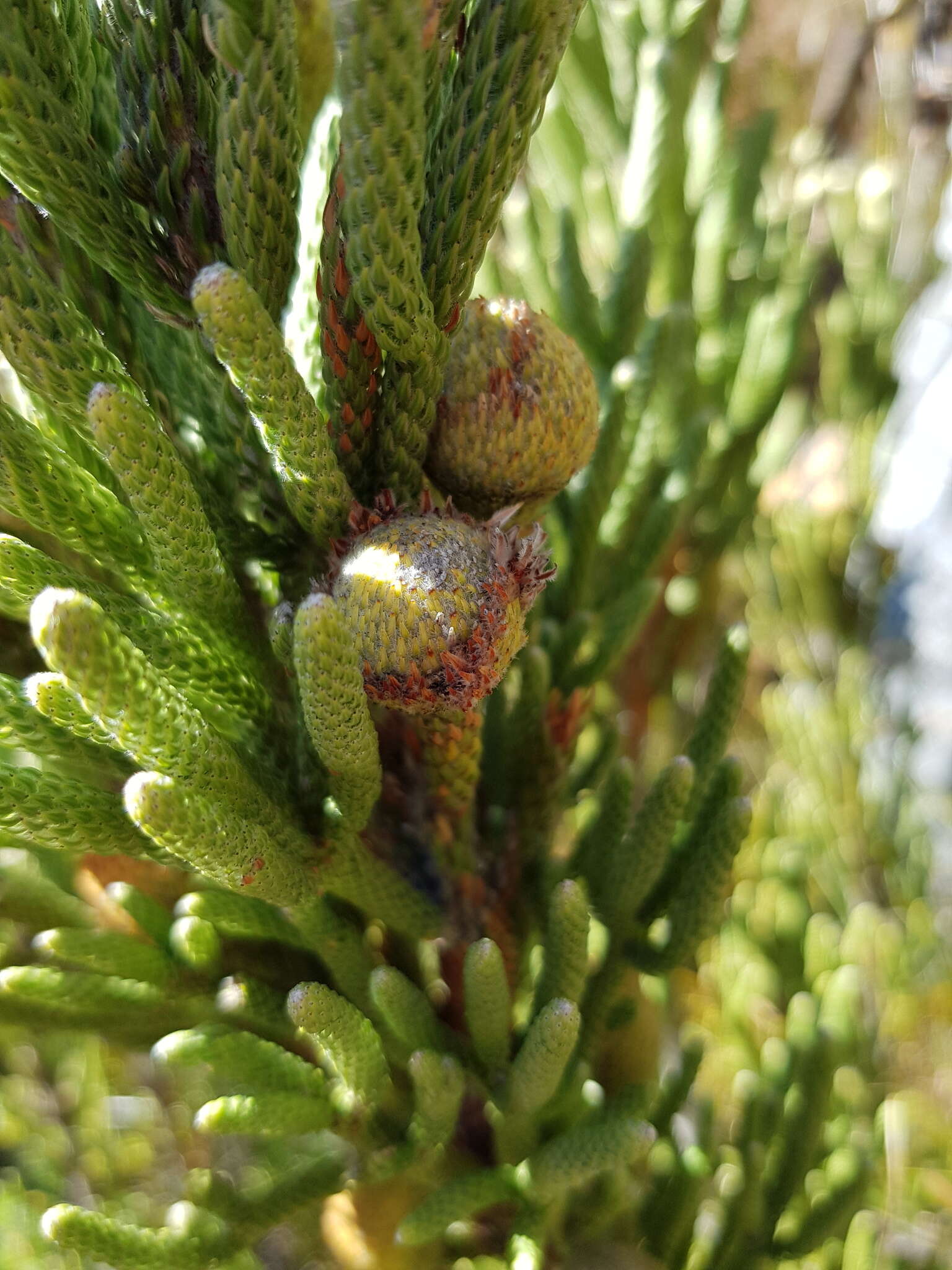 Sivun Brunia sphaerocephala (Sond.) A. V. Hall kuva