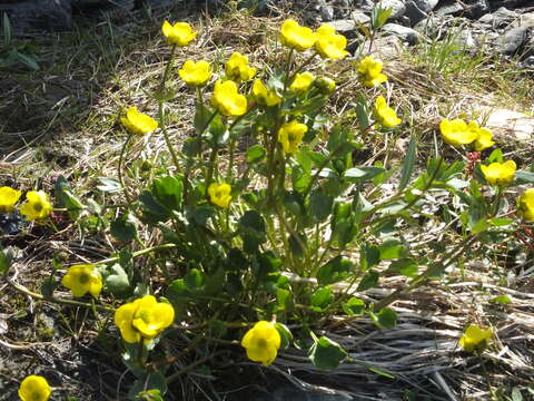 Image of sulphur buttercup