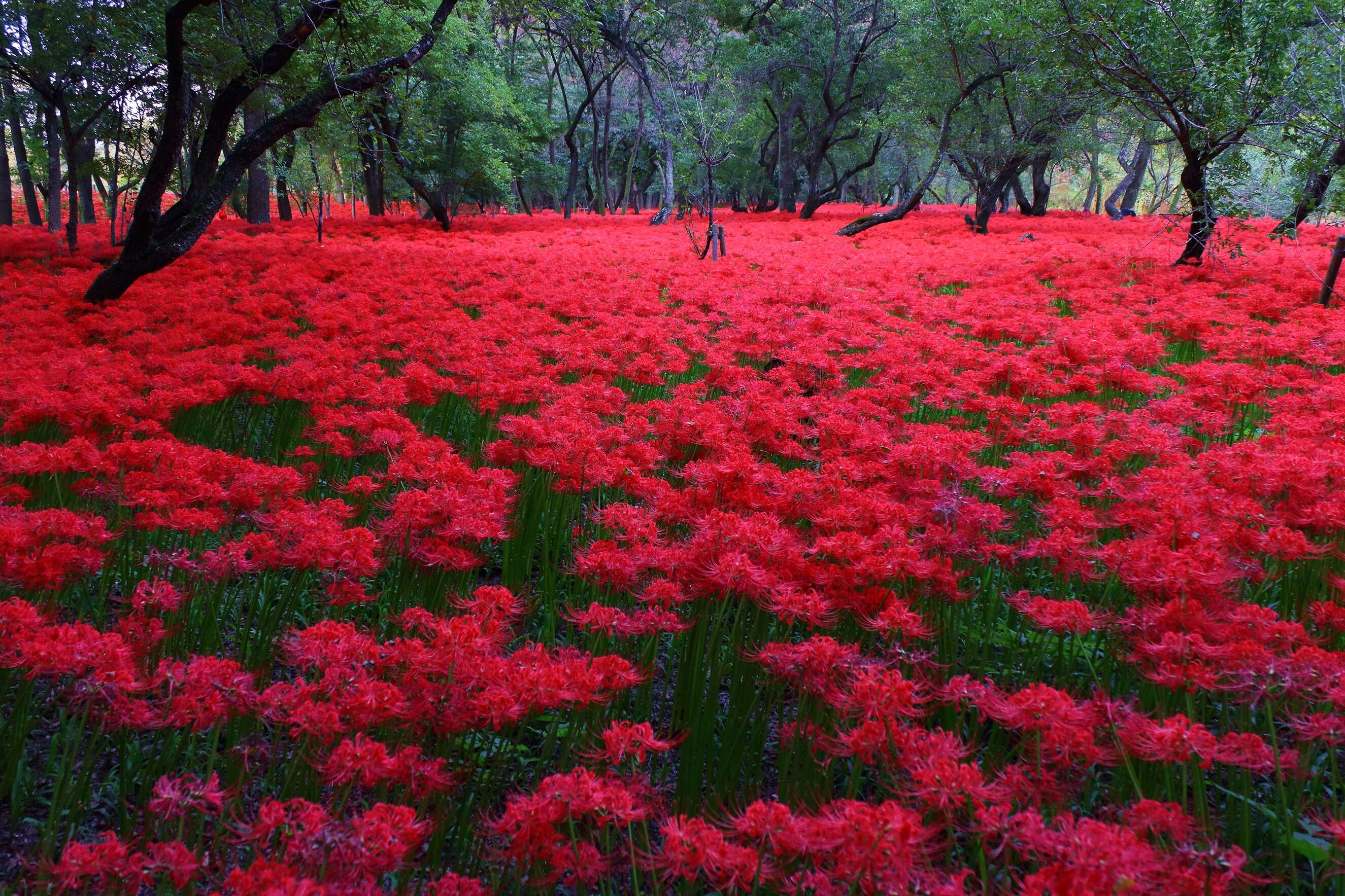 Image of red spider lily