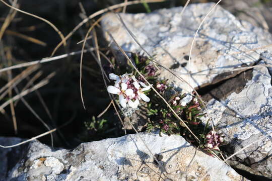 Plancia ëd Iberis saxatilis L.