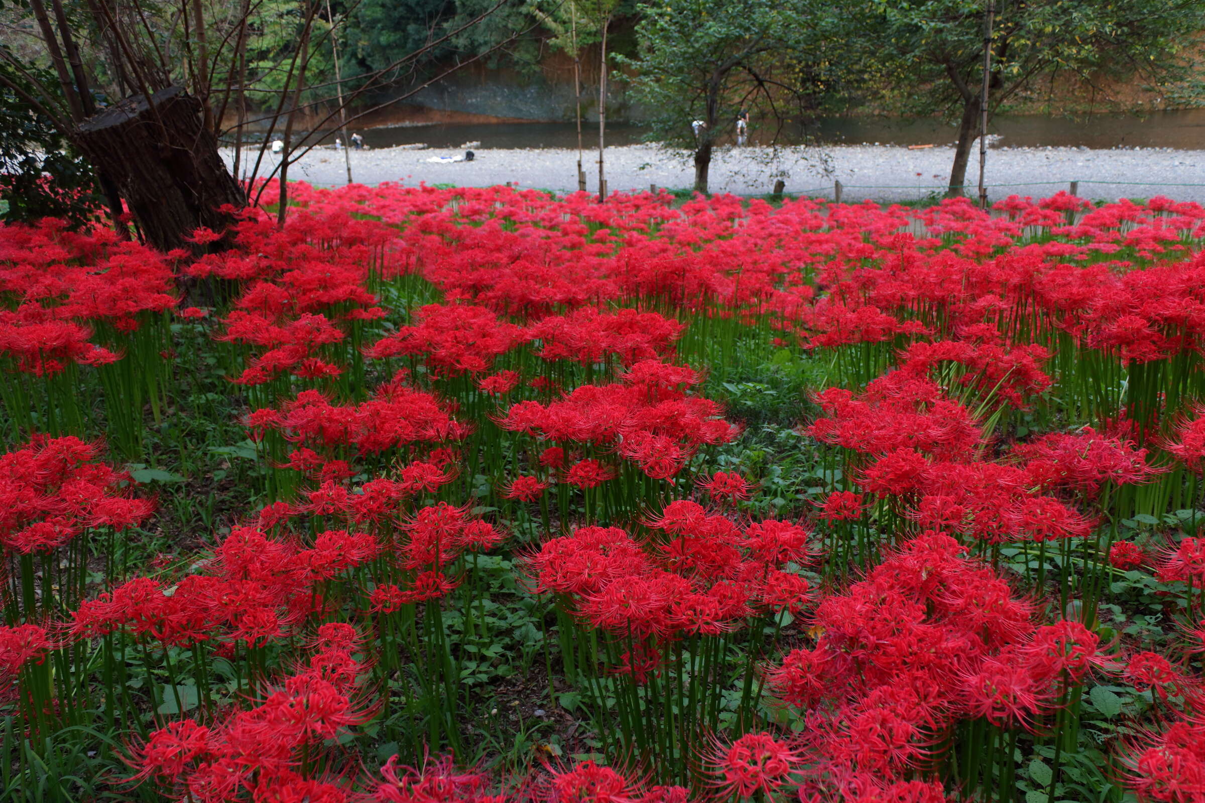 Image of red spider lily