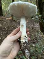 Plancia ëd Amanita smithiana Bas 1969