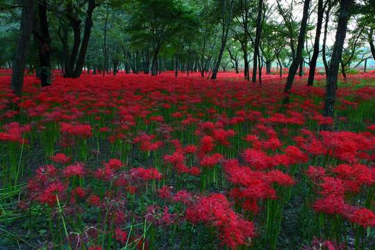 Image of red spider lily