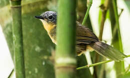 Image of Parker's Antbird