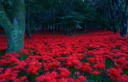 Image of red spider lily