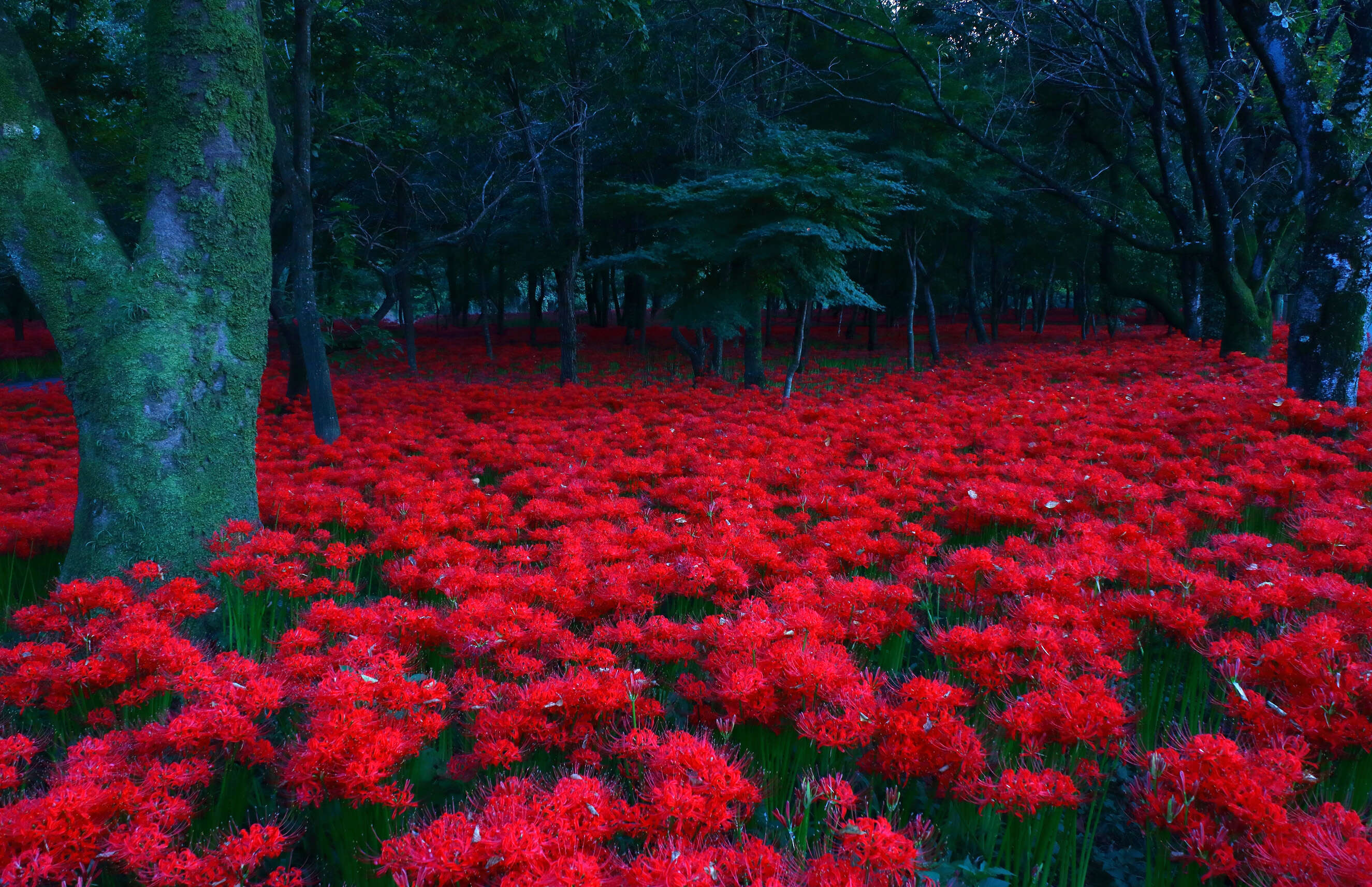 Image of red spider lily