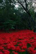 Image of red spider lily