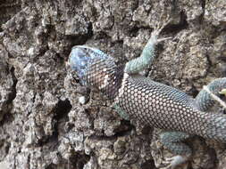 Image of Southern Crevice Spiny Lizard